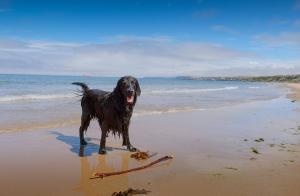 sandend_beach_dog
